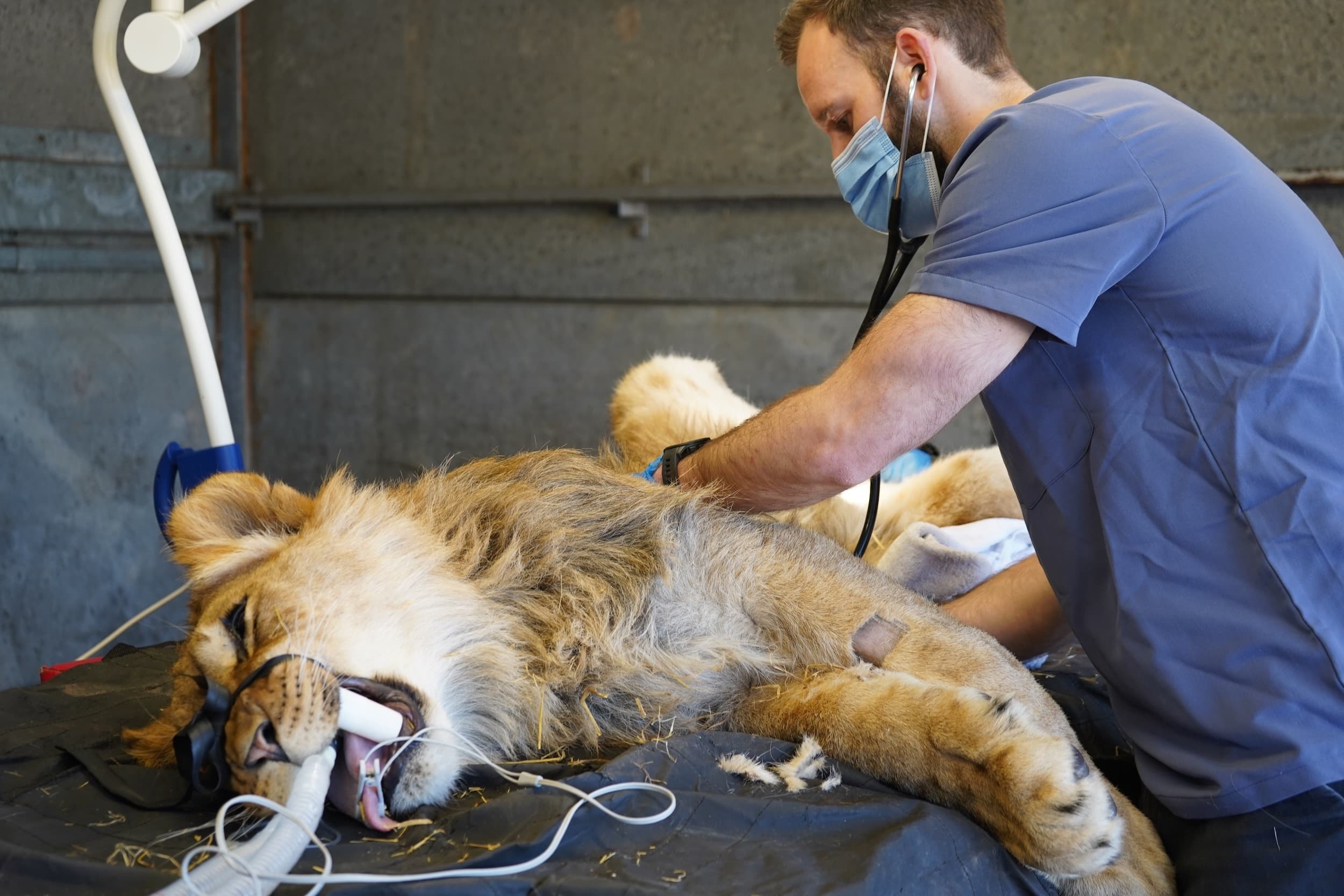 Veterinarian examines lion with stethoscope in clinic