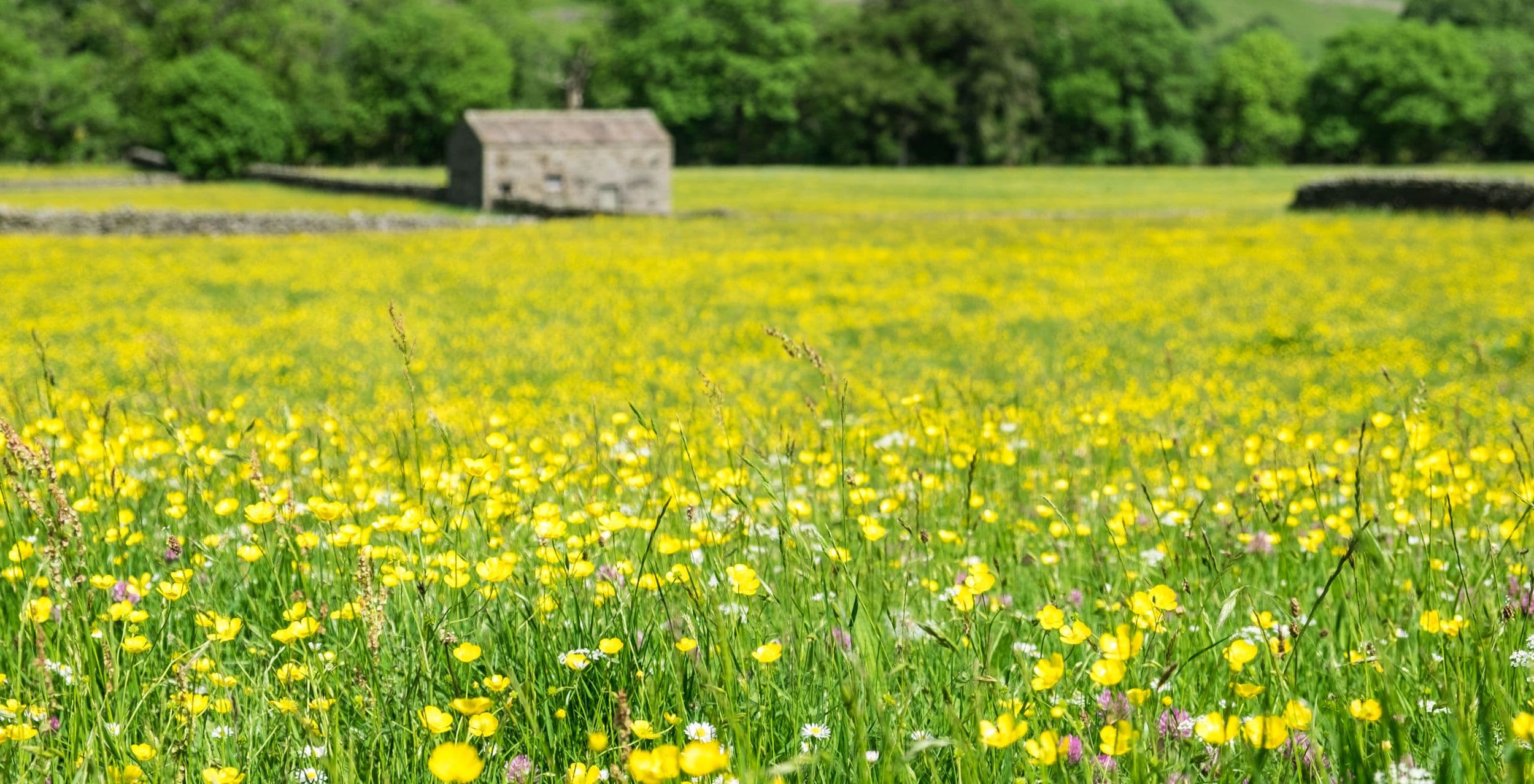Stone barn in lush green field with yellow wildflowers