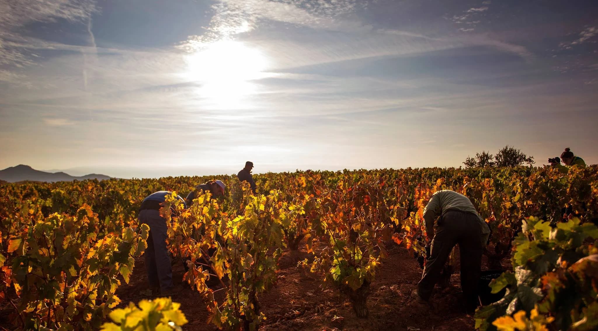 People harvesting grapes in a sunlit Yorkshire vineyard