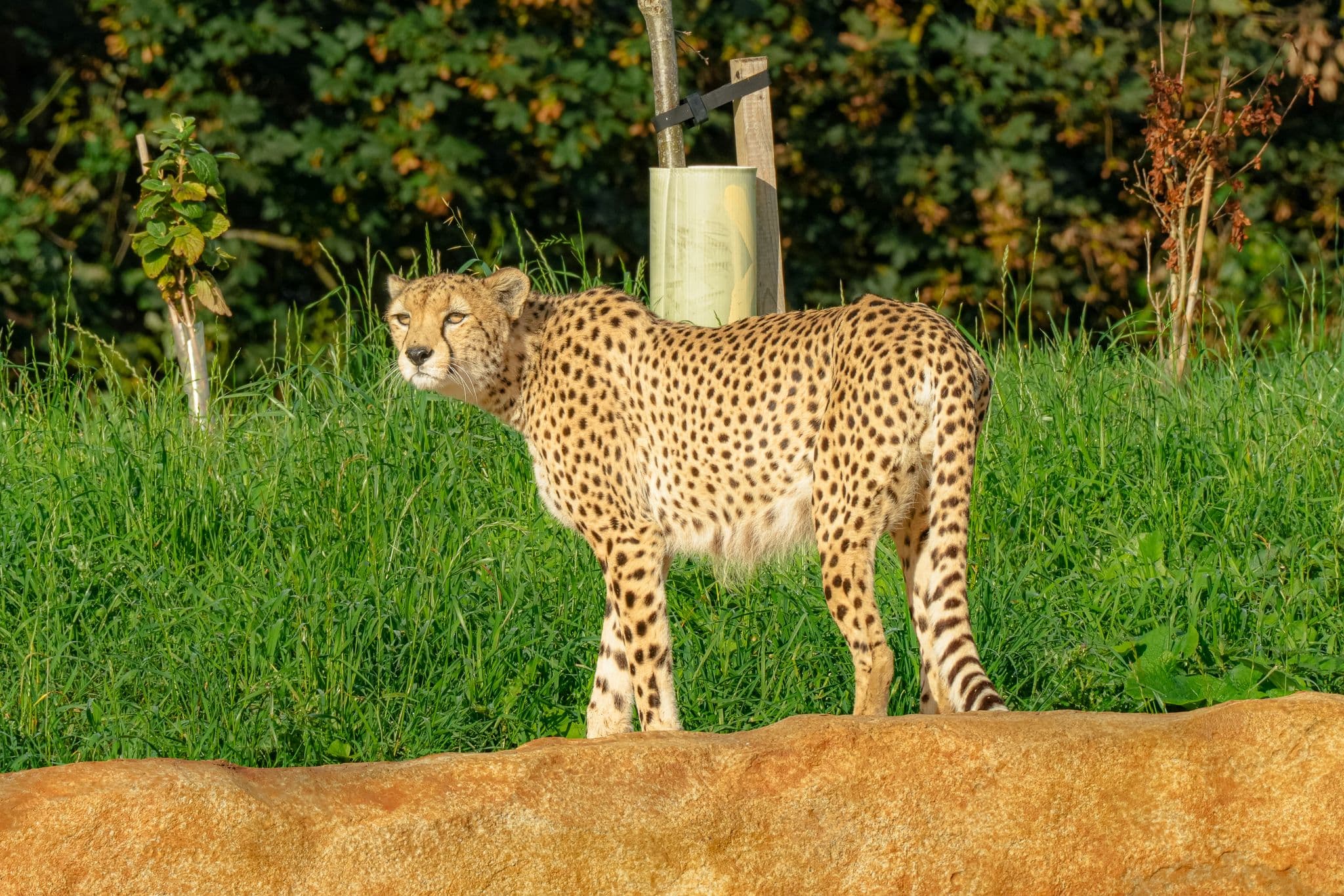 Cheetah standing on grass in Yorkshire wildlife park