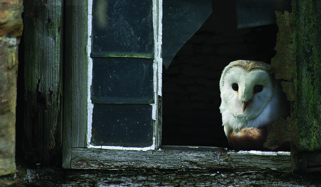 Walking with Yorkshire’s spooky species