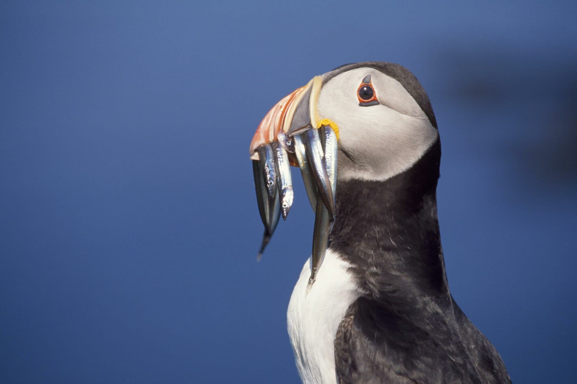 Spring Birdwatch