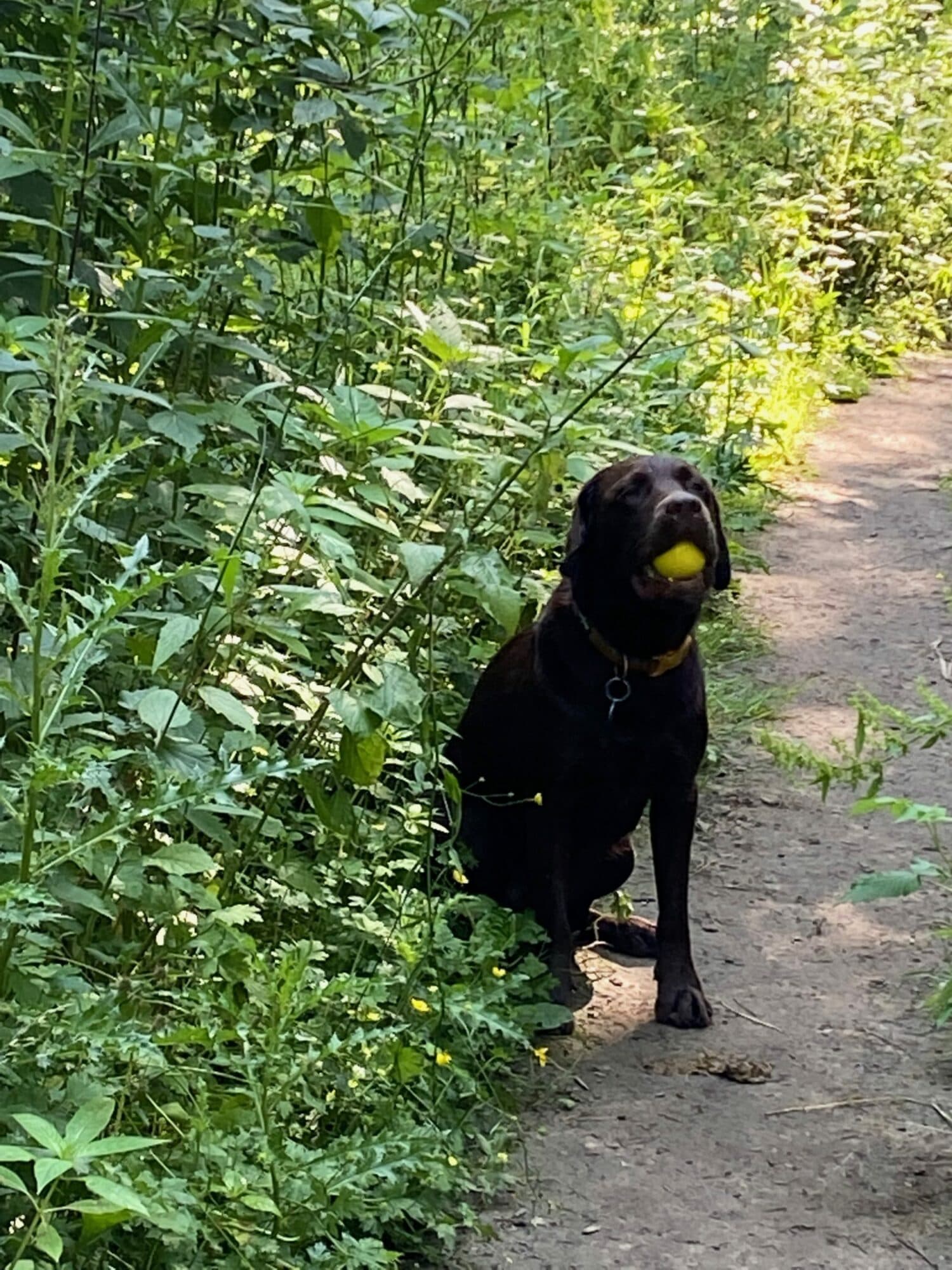 The Harland Way: Wetherby to Spofforth Railway Walk