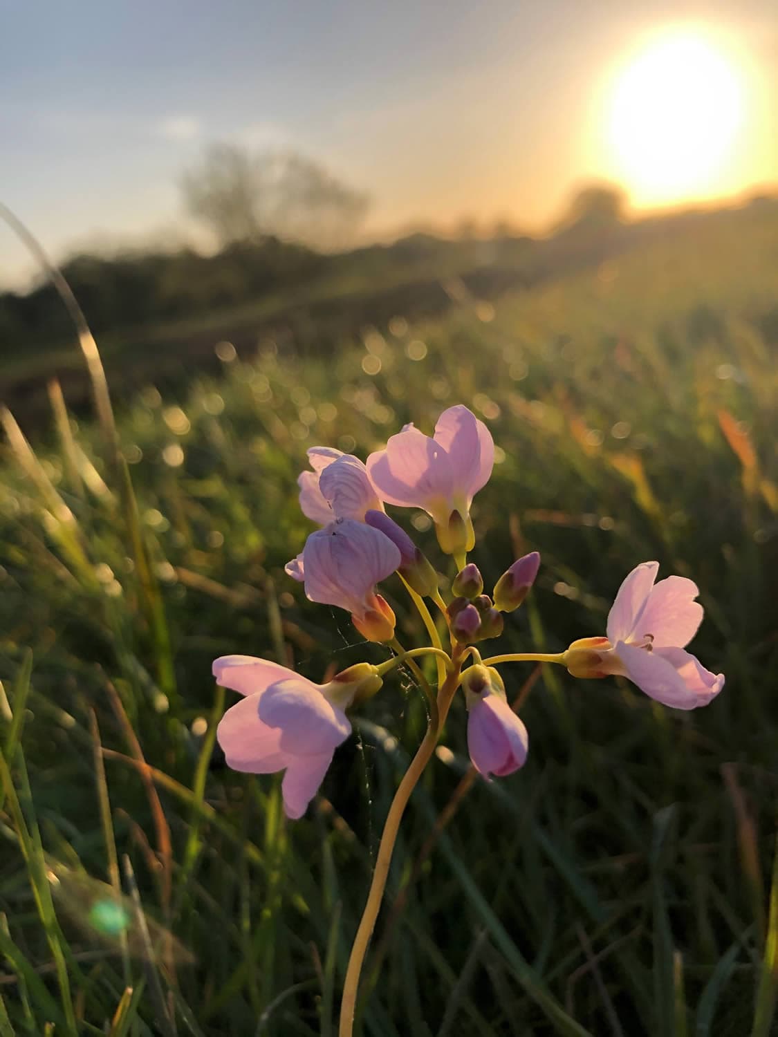 Walk: Riccall Round