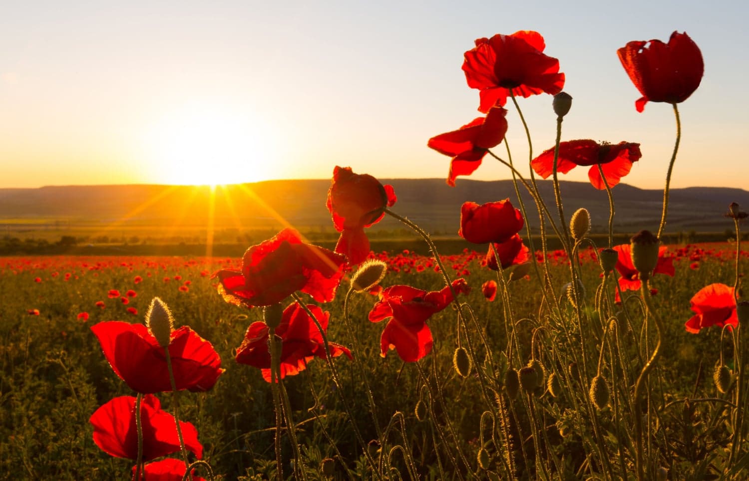 Yorkshire poet Simon Armitage's remembrance tribute