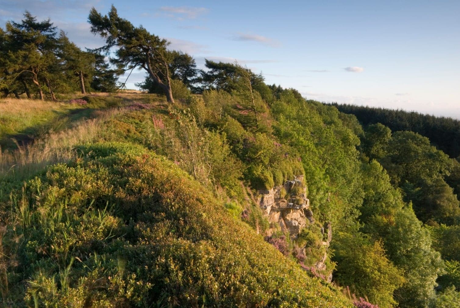 Walk: Boltby Forest