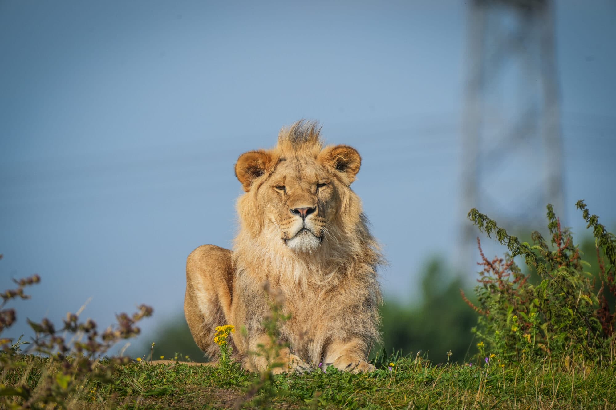 Ukrainian lion