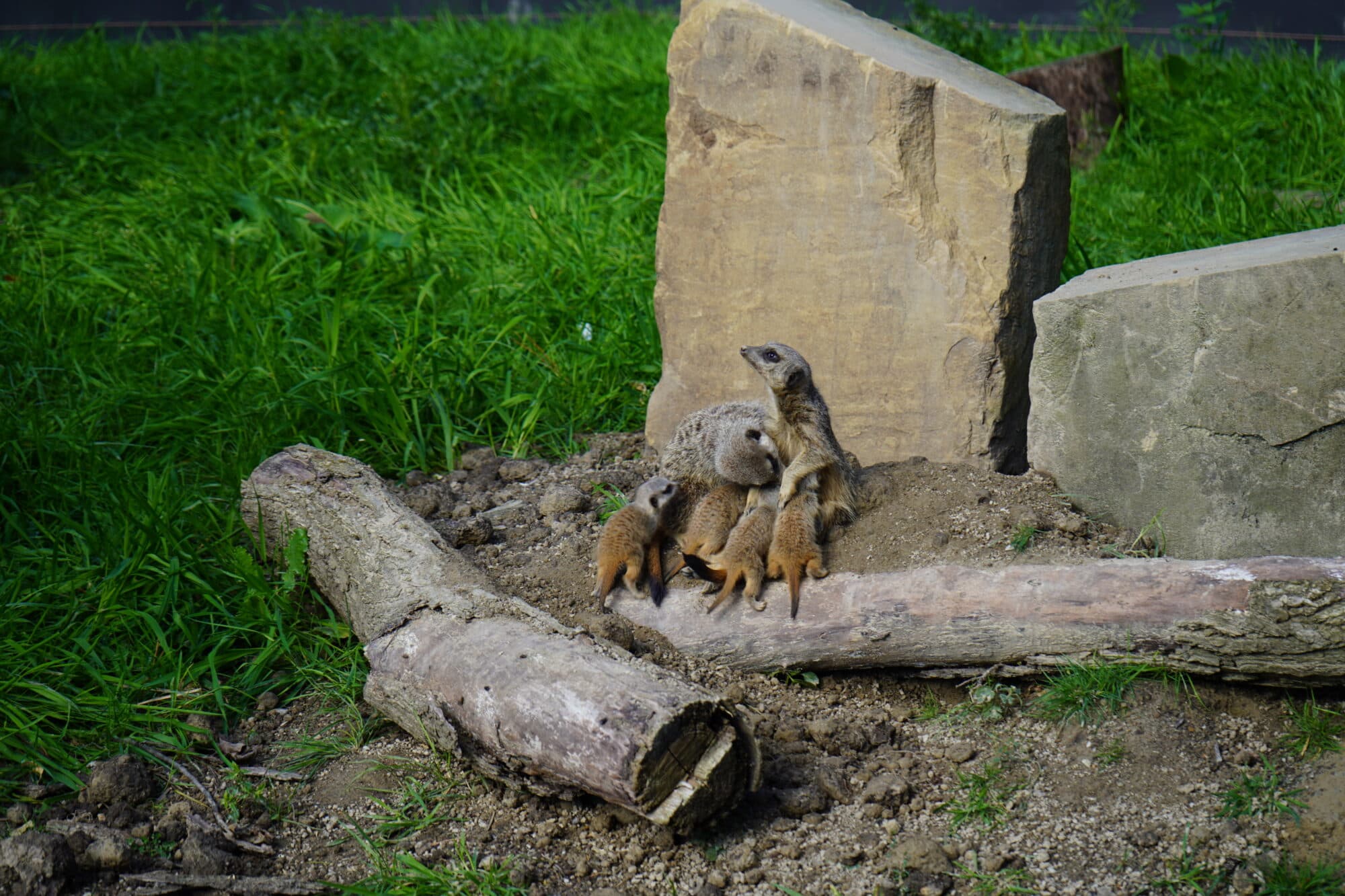 Meerkats