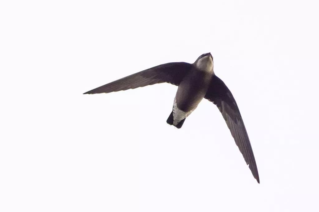rare bird in Yorkshire