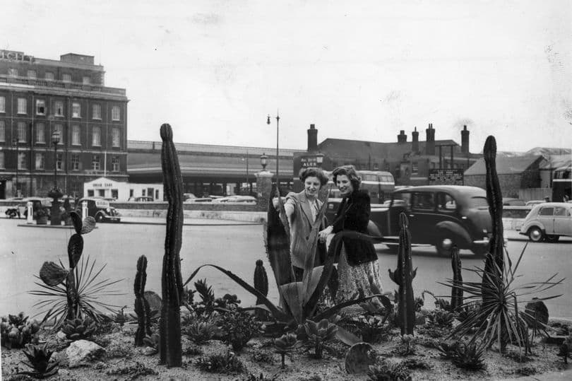 Cactus Bed in Hull