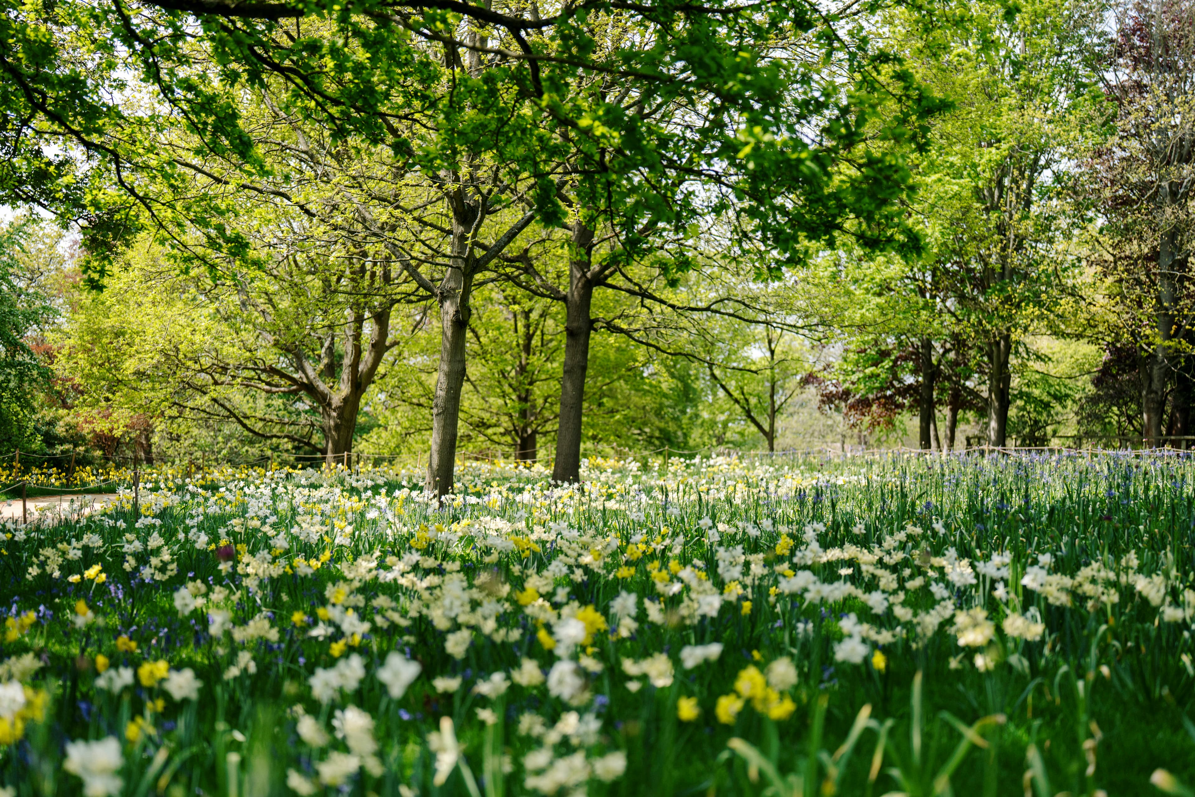 Harewood House Unveils Stunning Floral Display with 40,000 Blooming Bulbs