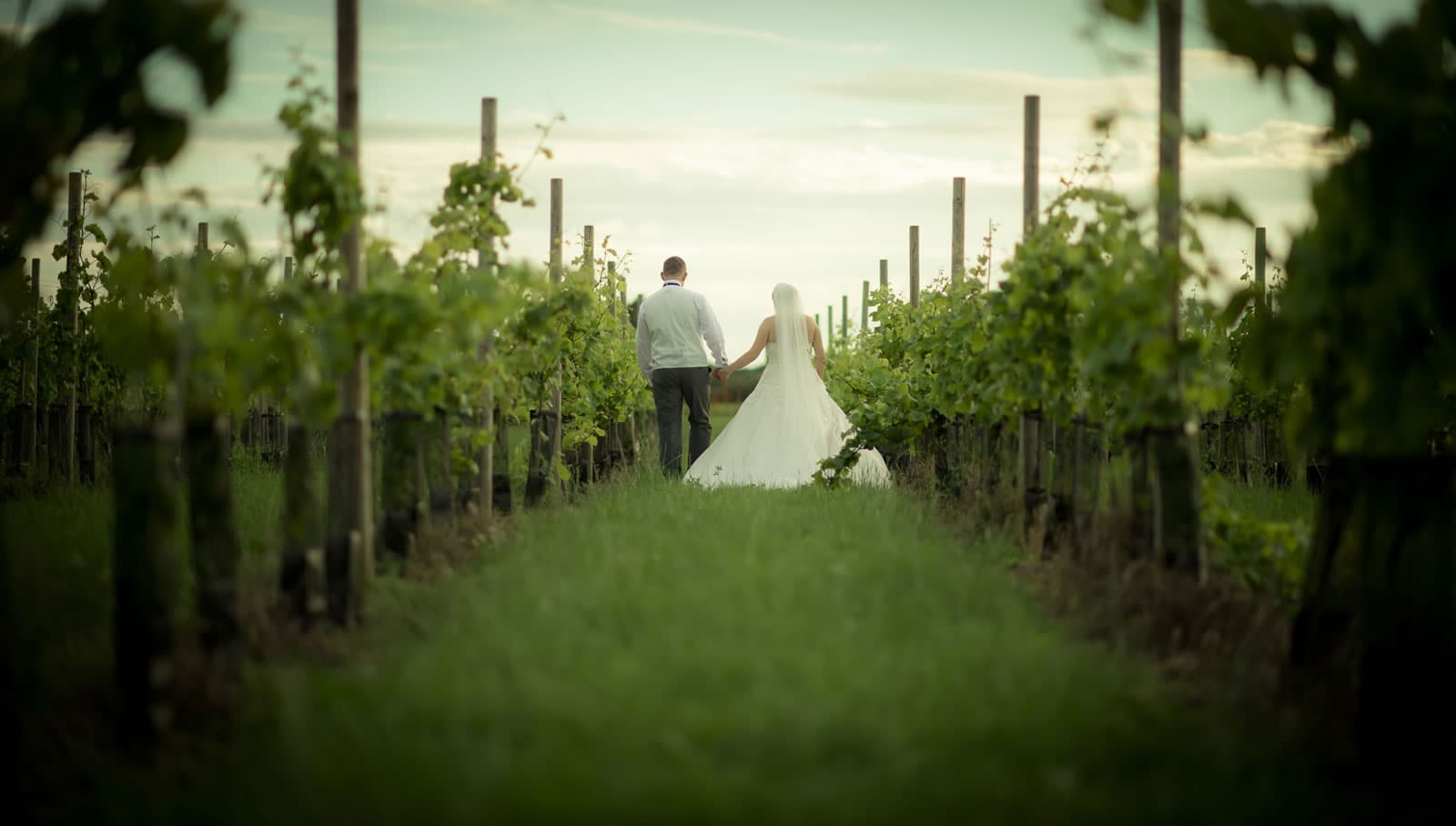 Yorkshire Heart Vineyard - Vineyard in nun monkton