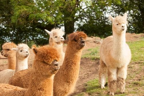 The Llama Hut - Glamping in middleton on leven