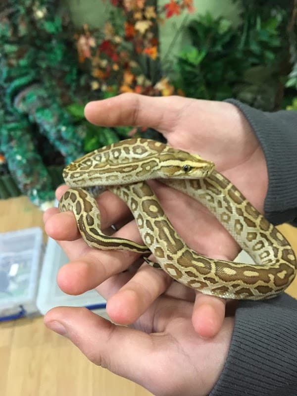 Predators - Pet Shops in bradford