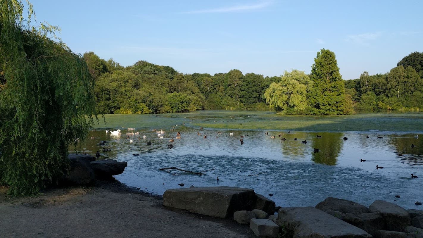 Serene lake surrounded by lush trees, with ducks swimming and a willow tree overhanging the water's edge.