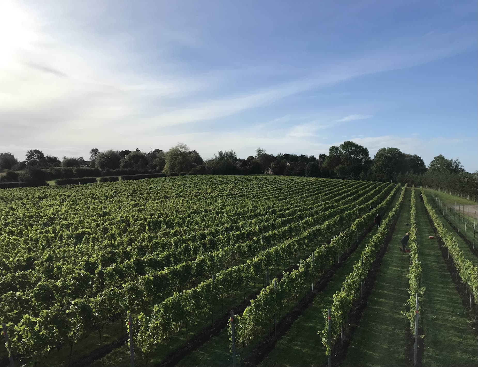 Dunesforde Vineyard