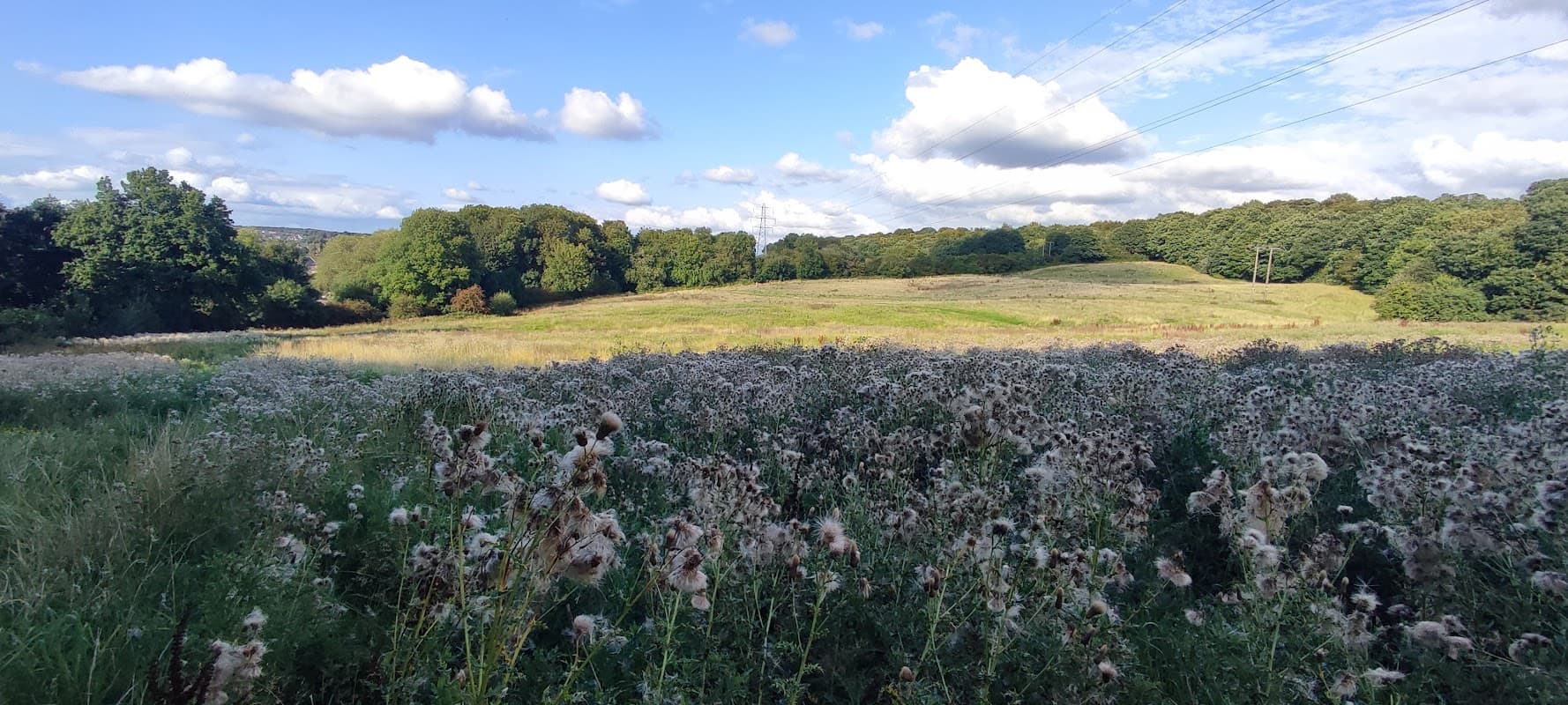 Free parking area surrounded by lush greenery and wildflowers under a blue sky with scattered clouds.