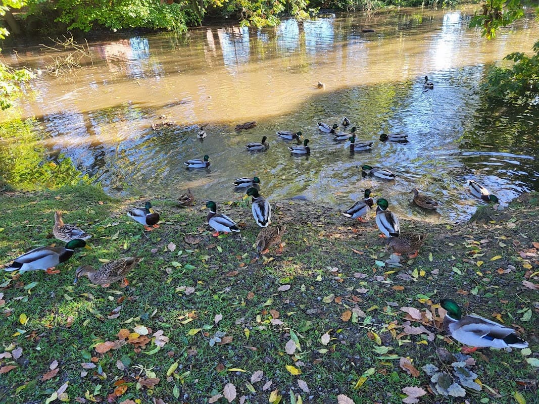 Ducks gather by a serene pond surrounded by trees, with autumn leaves scattered on the grassy shore.