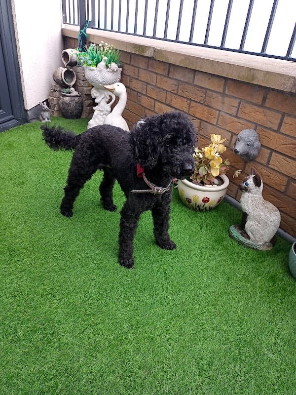 The Peel Veterinary Clinic - Vets in hornsea
