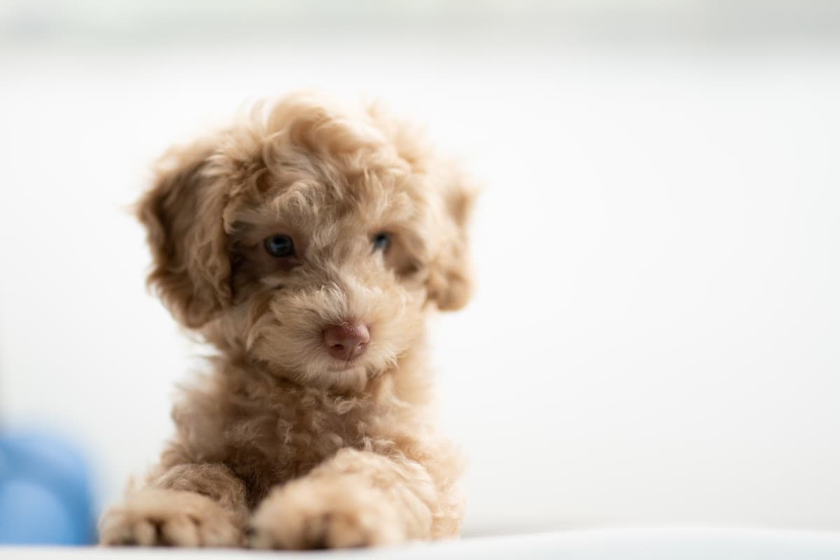 frank. Pet Surgeons. - Vets in leeds