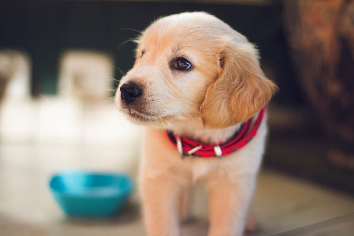 Kingsway Veterinary Group - Vets in skipton