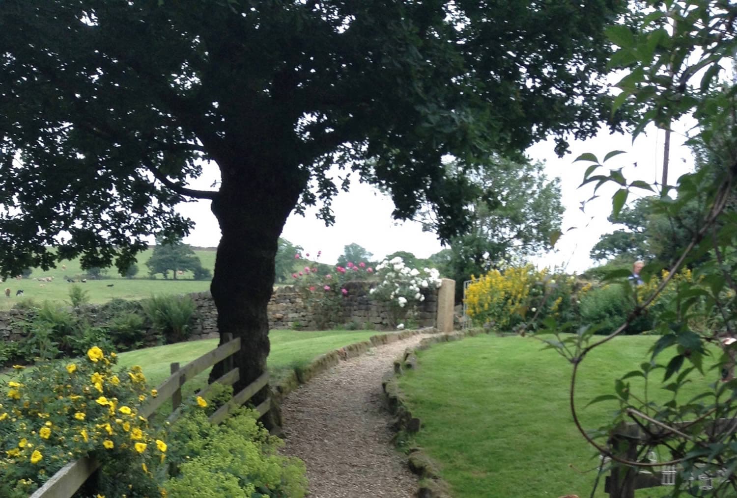Pathway through lush garden with stone wall, vibrant flowers, and large tree in Thimbleby, North Yorkshire.