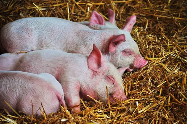 Visit Boston Park Farm, Doncaster - Family Friendly Adventures Image 2