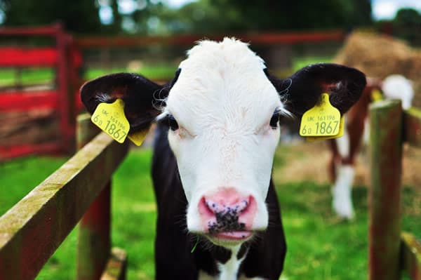 Visit Boston Park Farm, Doncaster - Family Friendly Adventures Image 3