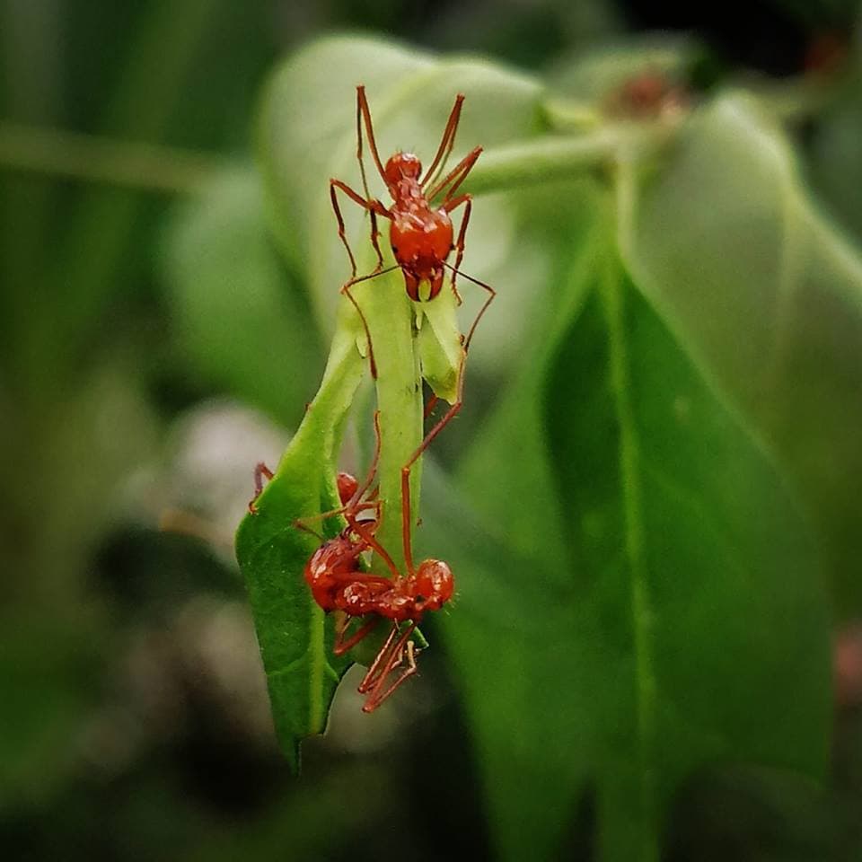 Bugtopia Hornsea Image 2