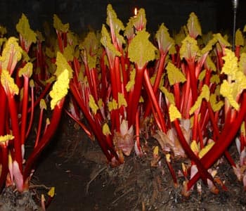 E.Oldroyd & Sons Forced Rhubarb Shed Image 2