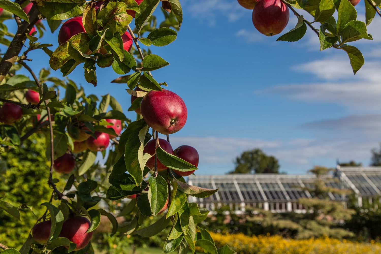 Helmsley Walled Garden - Must Visit For Garden Enthusiasts Image 2