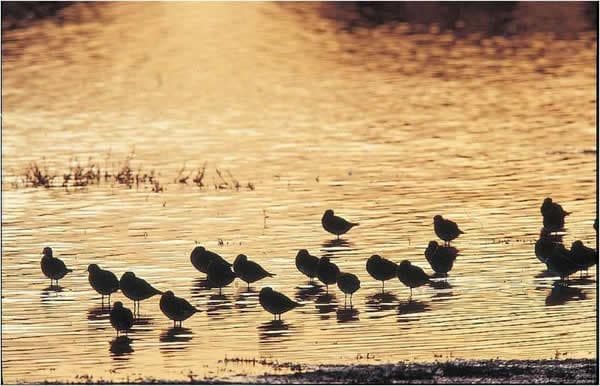 RSPB Old Moor Nature Reserve Image 1