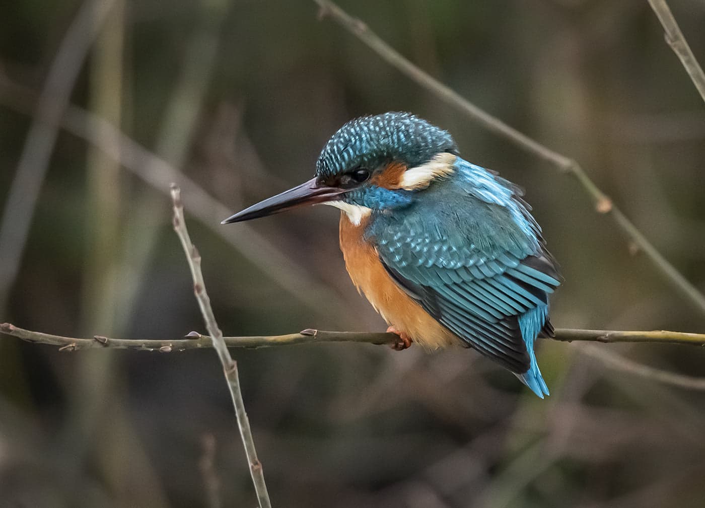 RSPB Old Moor Nature Reserve Image 3