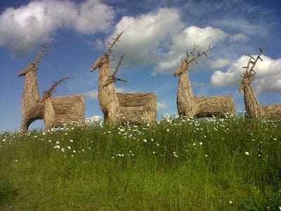 Wolds Way Lavender Image 5