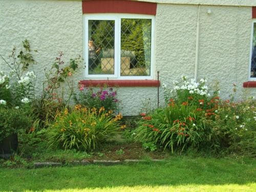 firtrees Image 2