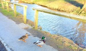Duck Beck Cottage, Swainby Village, North Yorks. Image 2