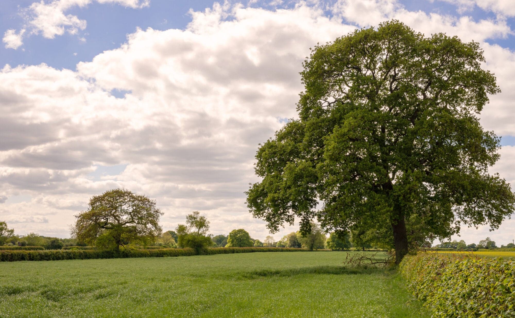 Haxby