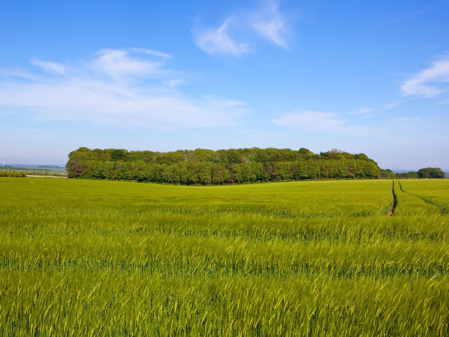North Dalton