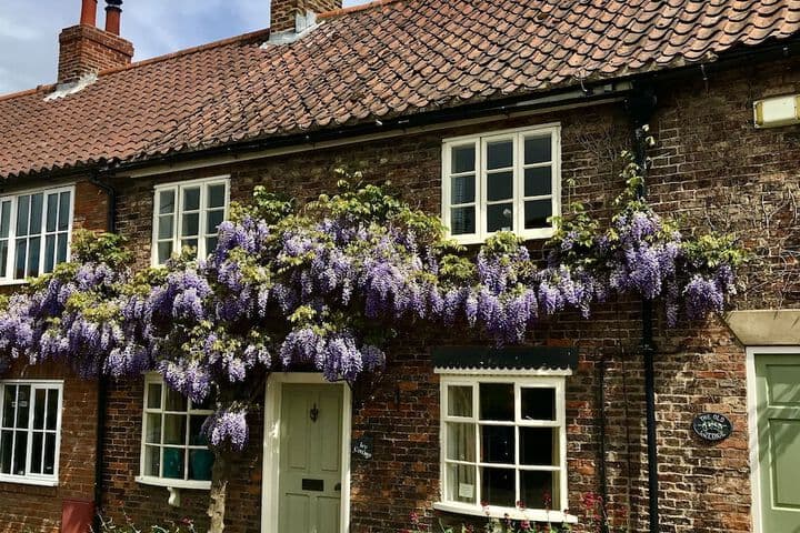 The Durham Ox Image 11