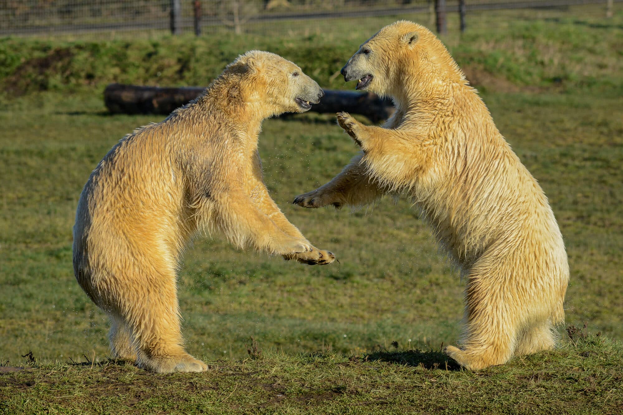 Polar bear conservation