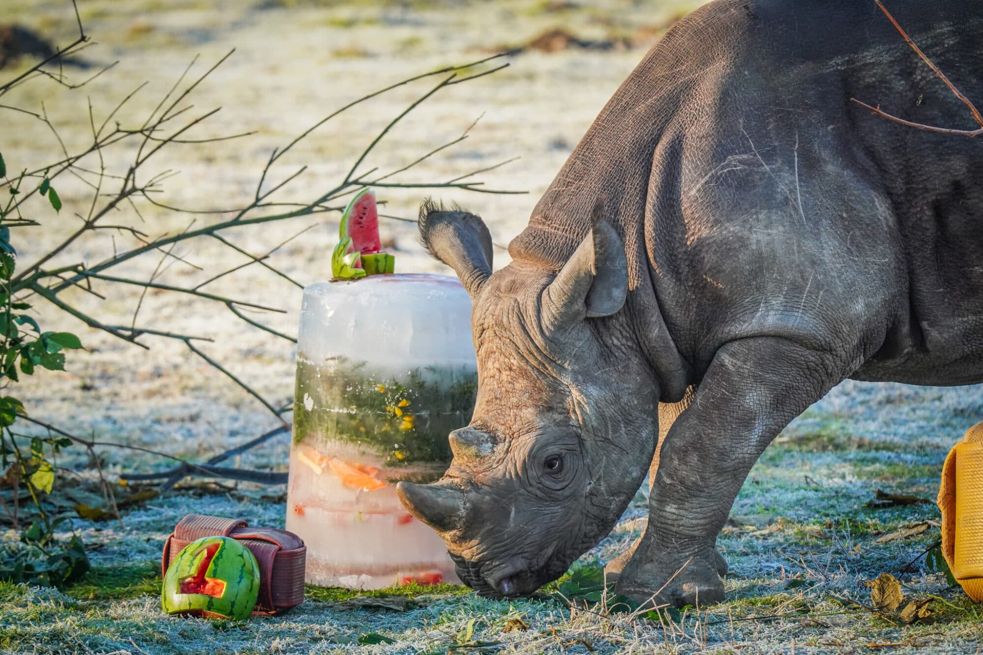 Rocco Black Rhino at YWP