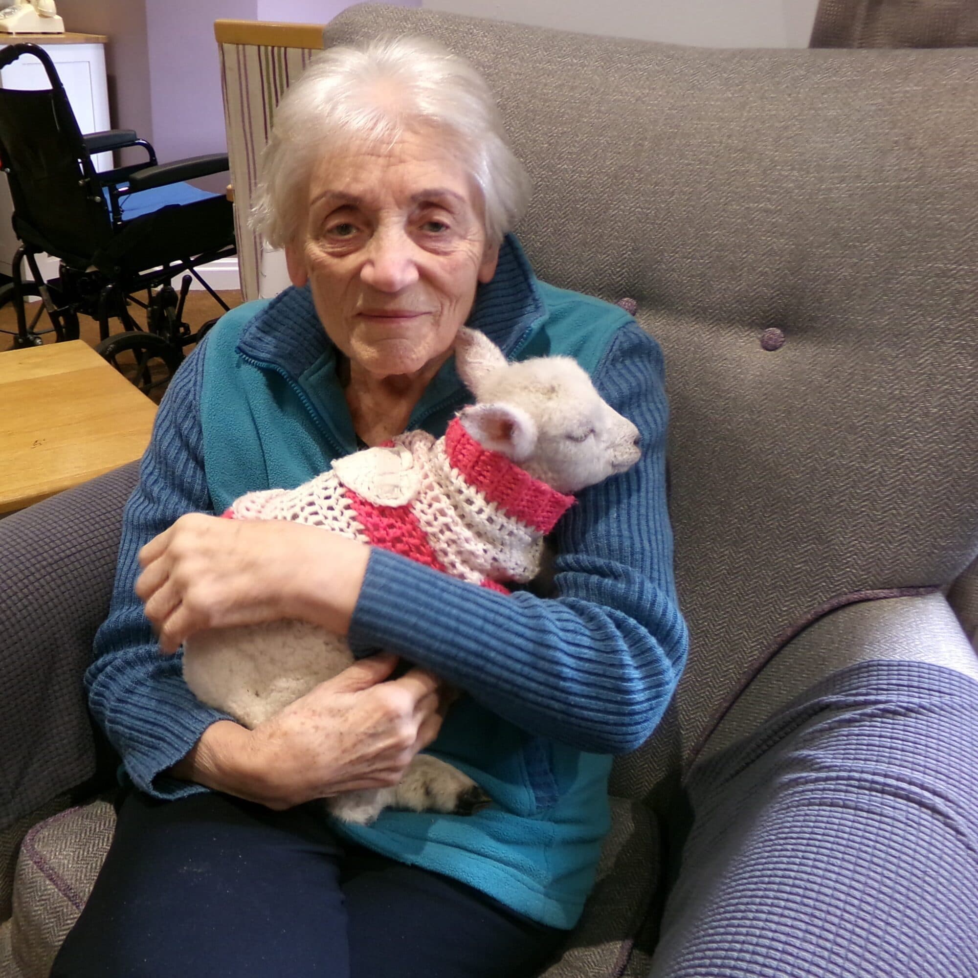 Baby Lambs Bring Joy to York Care Home Residents