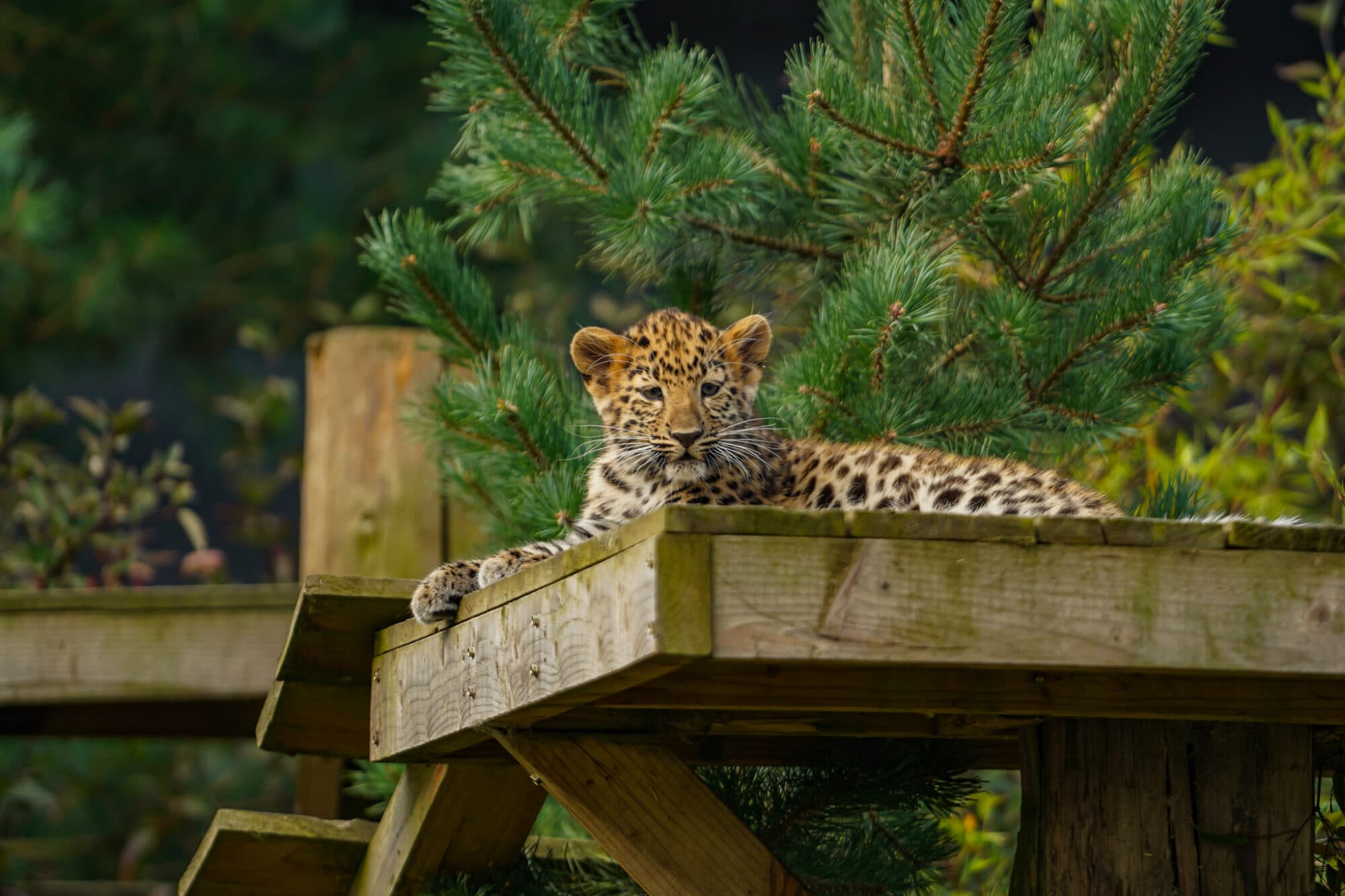 What's New With the Amur Leopard Cubs at Yorkshire Wildlife Park?Pending article