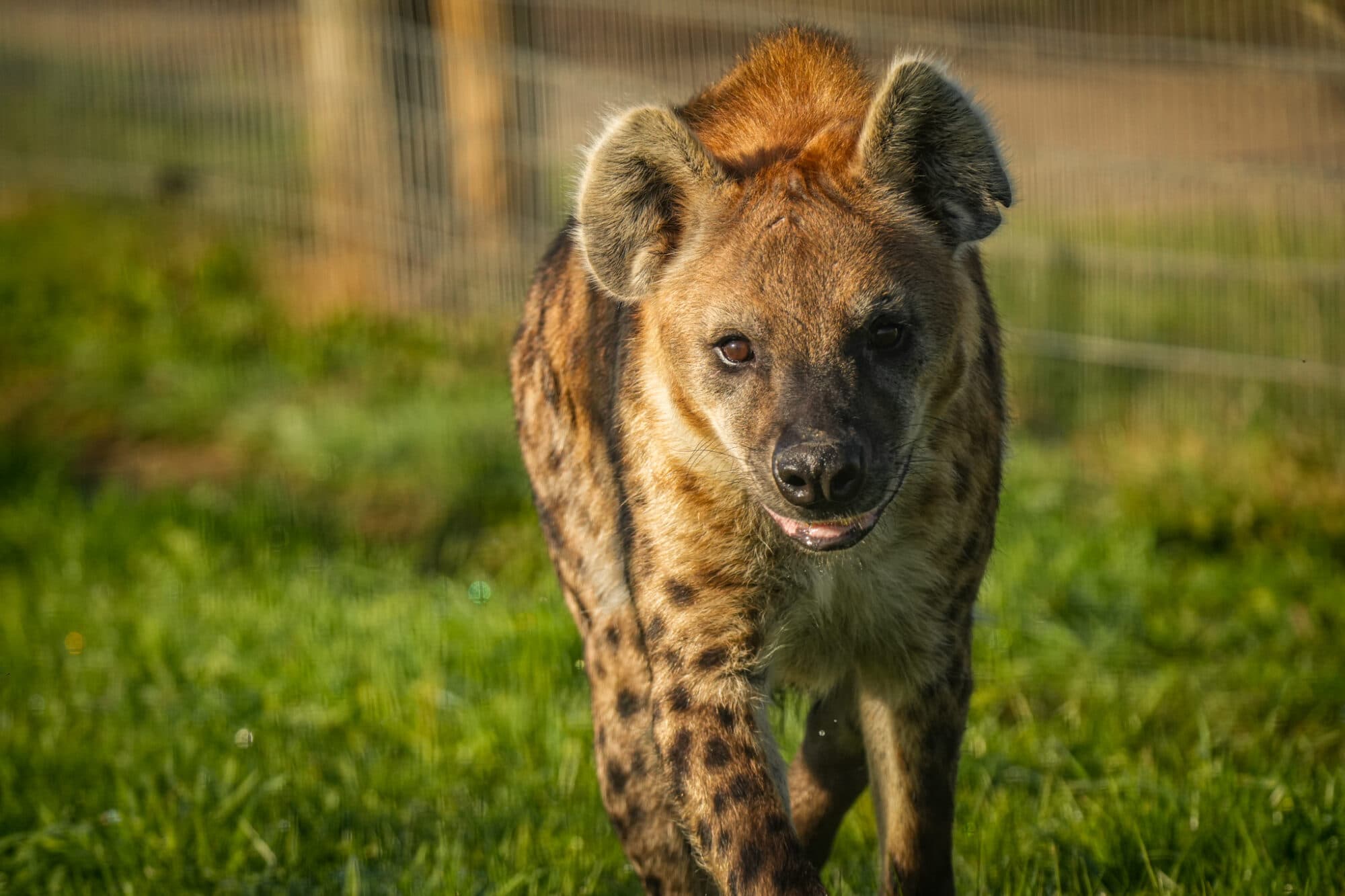 Who is The New Hyena Noubia at Yorkshire Wildlife Park?
