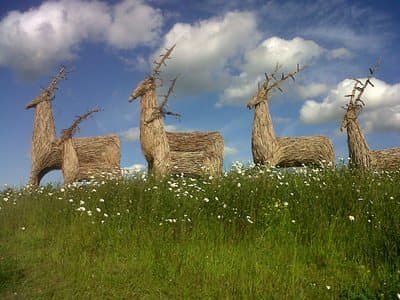 Wolds Way Lavender - Attraction in malton