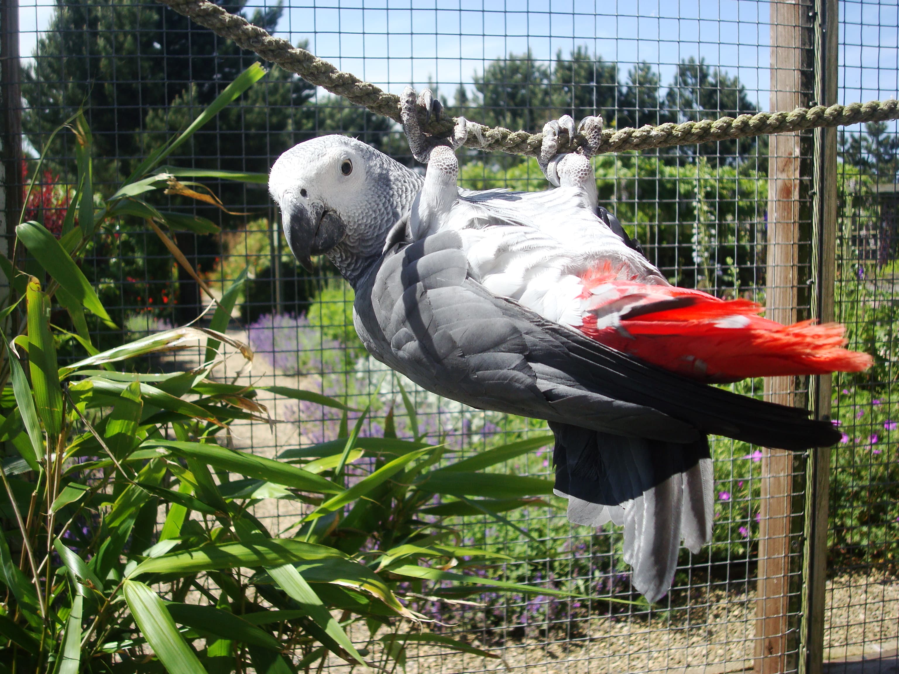 African grey parrot hanging playfully on a rope in a lush outdoor enclosure