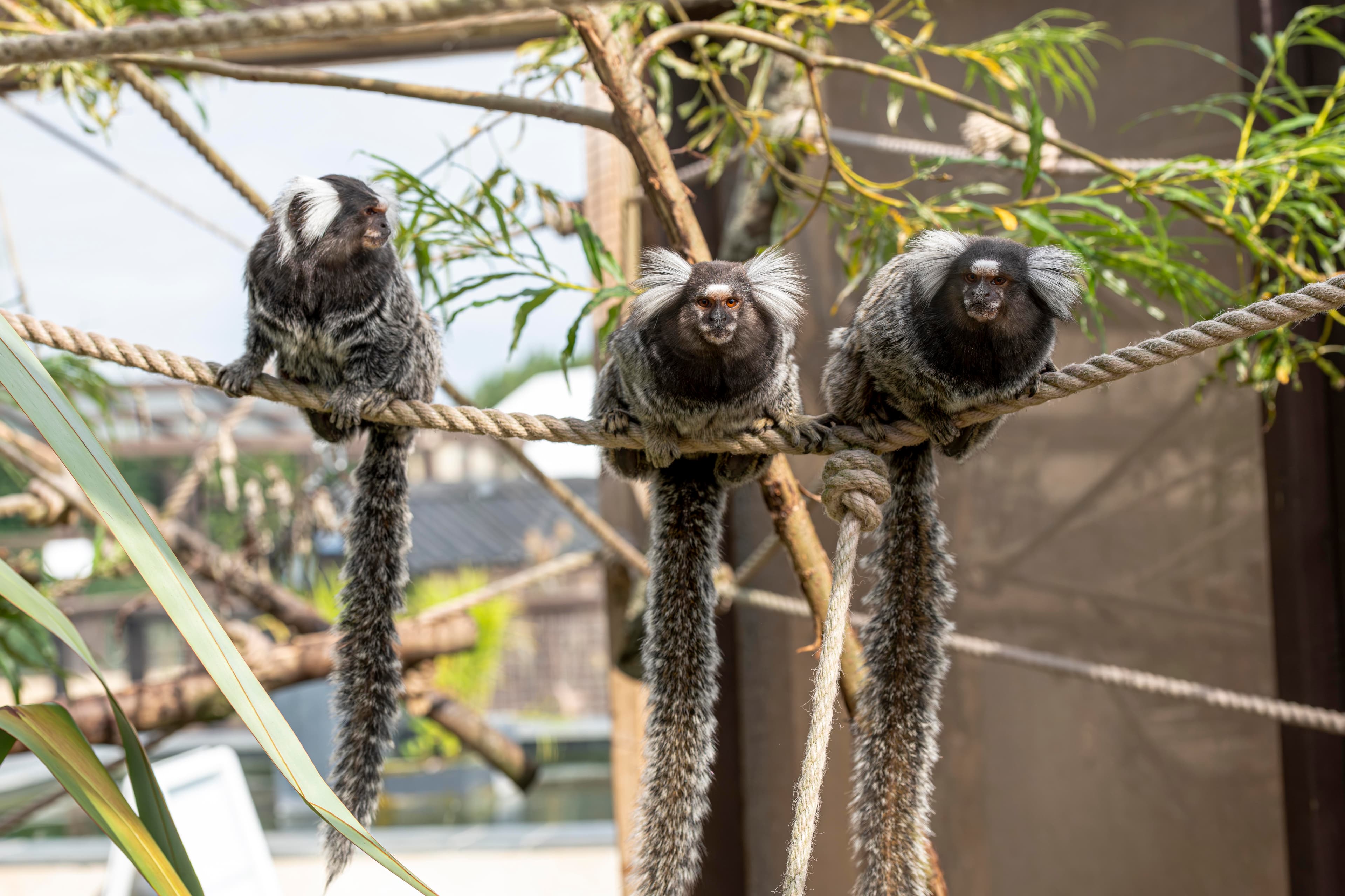 Three marmosets perched on ropes in a lush outdoor enclosure