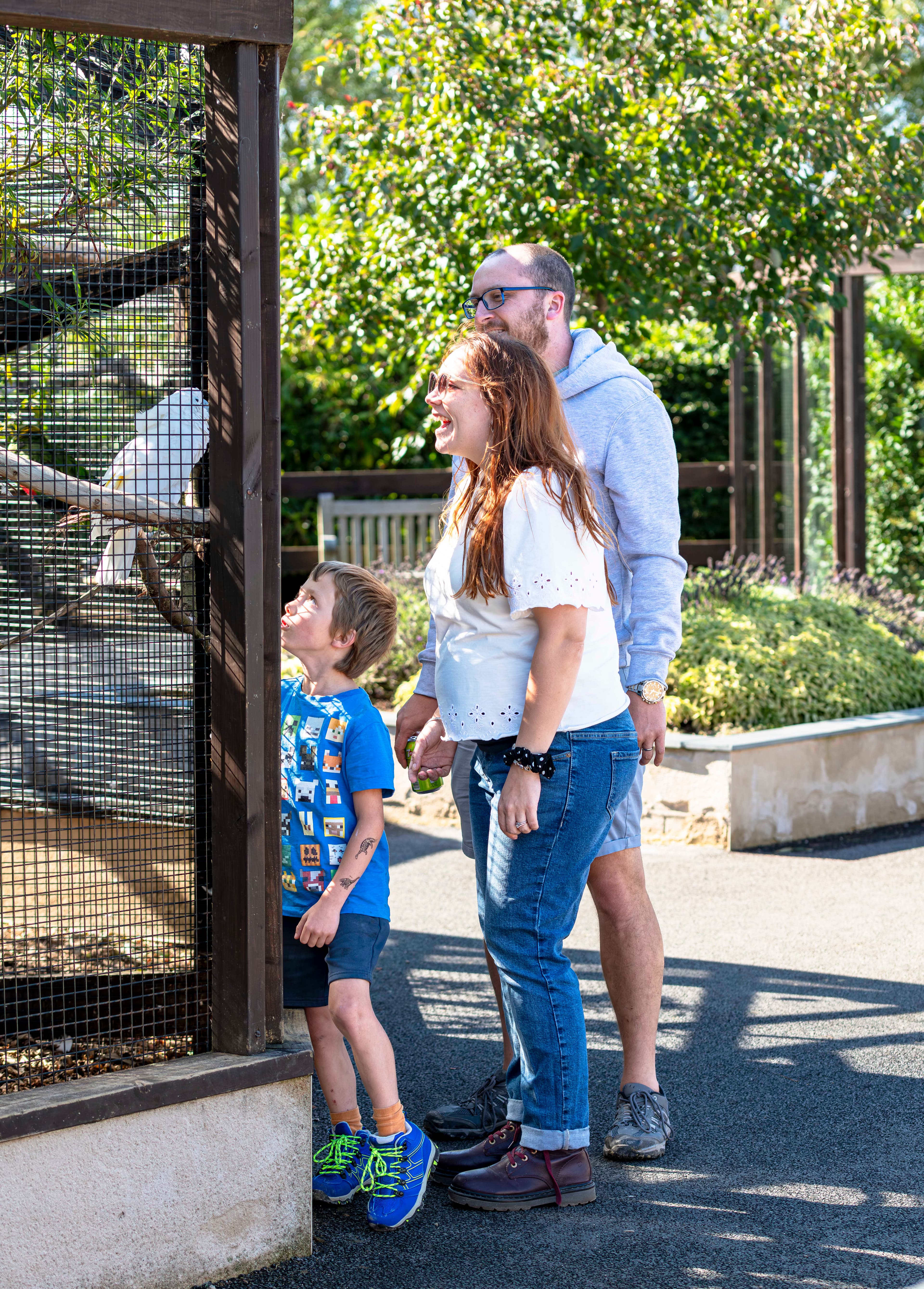 Family observing parrots in an outdoor zoo enclosure under sunny skies