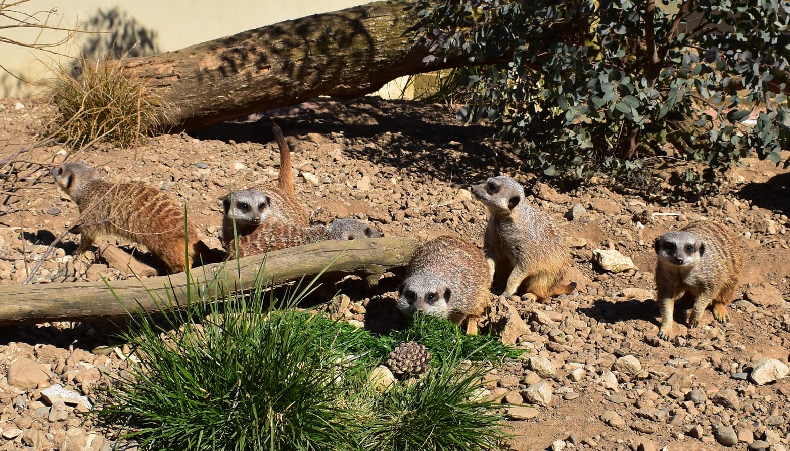 Group of meerkats on rocky terrain with fallen log and greenery