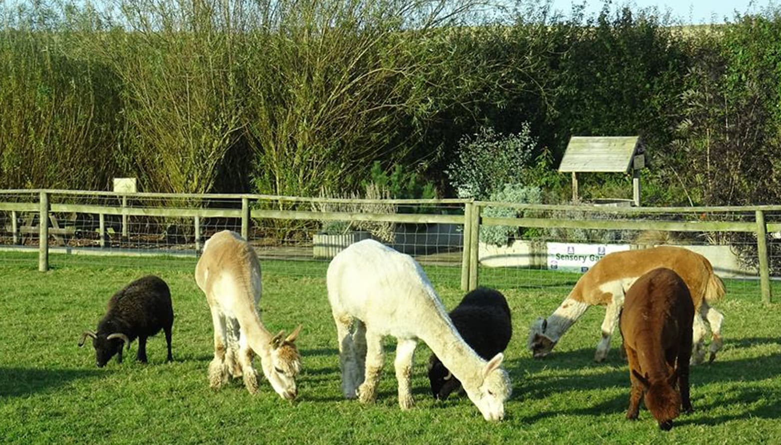 Alpacas grazing in a lush green field